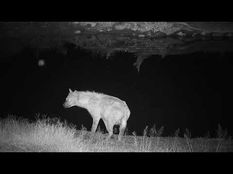 Djuma: Lone Hyena gets quick drink at pan  - 00:58 - 04/11/19