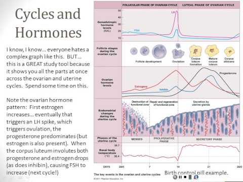Reproductive System - Part 4