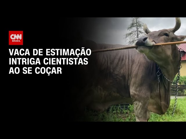 Vaca de estimação intriga cientistas ao se coçar com vassoura sem ajuda | LIVE CNN