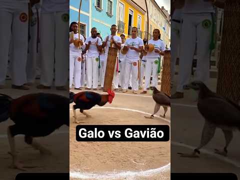GALO CAPOEIRISTA vs GAVIÃO: A Batalha que parou a Bahia!. 🦅🐓 #shorts