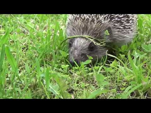 Hedgehog Habitat: Exploring Their Natural Environment
