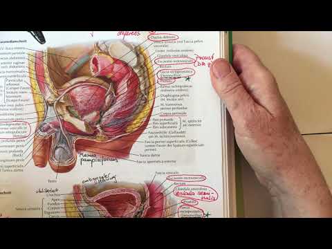 harnorg_8  Harnblase