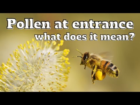 What Does Pollen At The Entrance Really Mean?