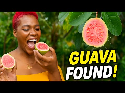 Hunting for Ripe Guava in Jamaica! 🌴🍈 | Exotic Fruit Hunt