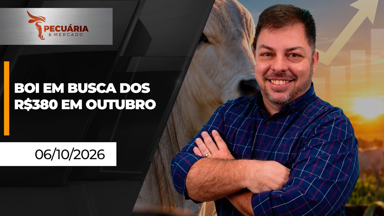 Ritmo de alta da arroba segue forte no mercado físico com pecuarista mirando os R$380 da bolsa
