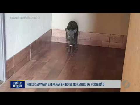 Porco selvagem vai parar em hotel de Porteirão