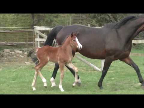 Hengstfohlen von Hickstead White - Castus - Gloster