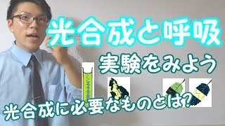 【中学理科】1-4 光合成と呼吸～重要事項と実験～【中１理科】