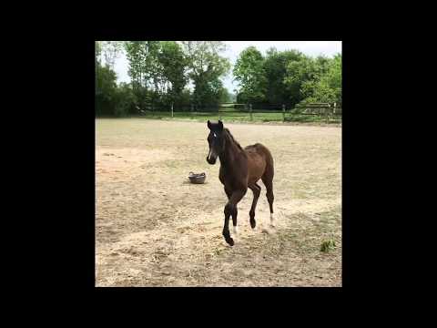 Conthargos  x Balou du Rouet x Grannus Stutfohlen mare