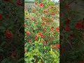 DALIMB STATUS Dalimb Khetikishangyan Anar Viral