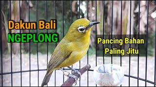 Download lagu Pancingan Jitu Pleci Dakun Bali Ngeplong mp3 Download lagu Pancingan Jitu Pleci Dakun Bali Ngeplong mp3