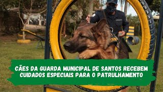 Cães da Guarda Municipal de Santos recebem cuidados especiais para o patrulhamento