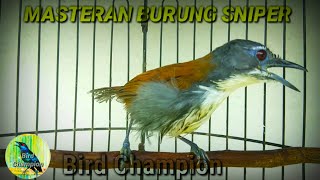 Download lagu Burung Sniper Gacor || MASTERAN BURUNG SNIPER GACOR mp3 Download lagu Burung Sniper Gacor || MASTERAN BURUNG SNIPER GACOR mp3