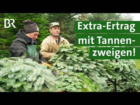 Schnittgrün: Zweige als lukratives Geschäft für Landwirte? | Adventsdeko | Unser Land | BR