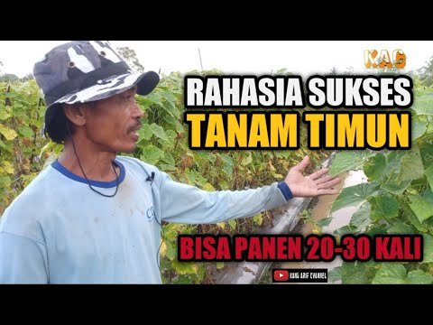 , title : 'RAHASIA SUKSES TANAM TIMUN AGAR BISA PANEN 20-30 KALI'