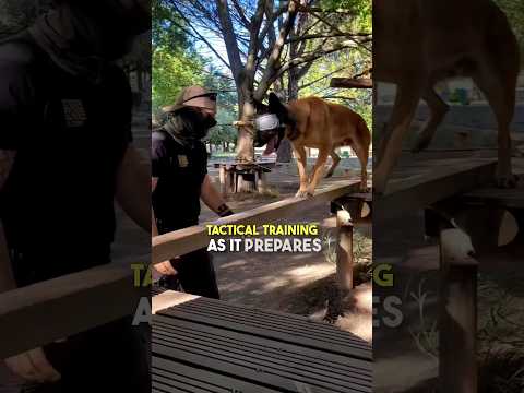 This is how dogs go through Tactical Training 🤯