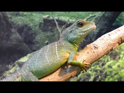 Wonderful Planet Earth: Beautiful Animals & Nature - 1 HOUR Best Relax classical Music