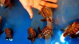 preview picture of video 'Baby Sea Turtles - Pandan Island Beach Resort, Philippines'