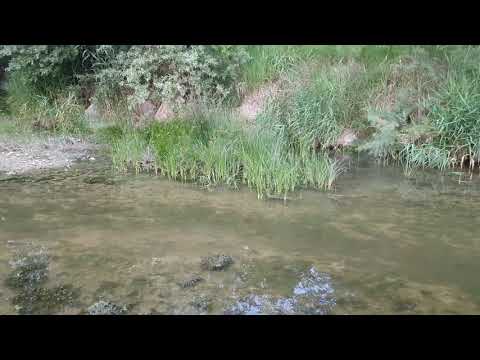 Râul Milcov în zona comunei Golești Vrancea