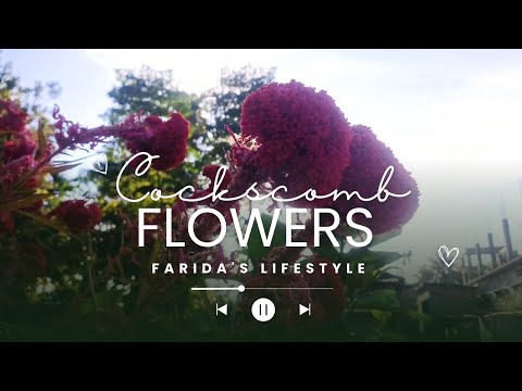 Beautiful COCKS comb flower blooms in nature 🥰💕 || Farida's Lifestyle 