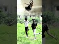 Husky Dance Trending Daw Yabba Shorts Bgm Miratal New Dance