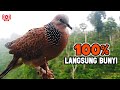 Suara Burung Tekukur Lokal Gacor Terbaik Untuk Pancingan