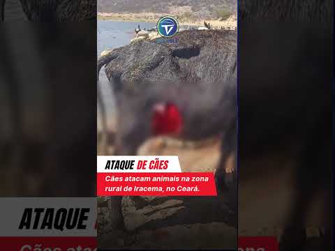 Ataques de Cães em Iracema - Ce.