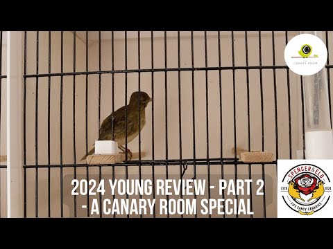 The Canary Room Season 7 Episode 12 - Reviewing the young birds bred in 2024 part 2