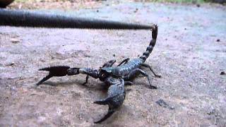 preview picture of video 'Sri Lanka,ශ්‍රී ලංකා,Ceylon,Scorpion close-up'