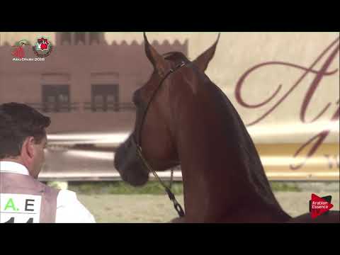 N 514 SHAHWAN AL HAWAJER   UAE Nationals 2019