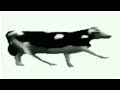 Cypis - Gdzie jest biały węgorz ? (Zejście) (OLAN EDIT) HQ 1h (tylko jedno w głowie mam) Cypis - Gdzie jest biały węgorz ? (Zejście) (OLAN EDIT) HQ 1h (tylko jedno w głowie mam)