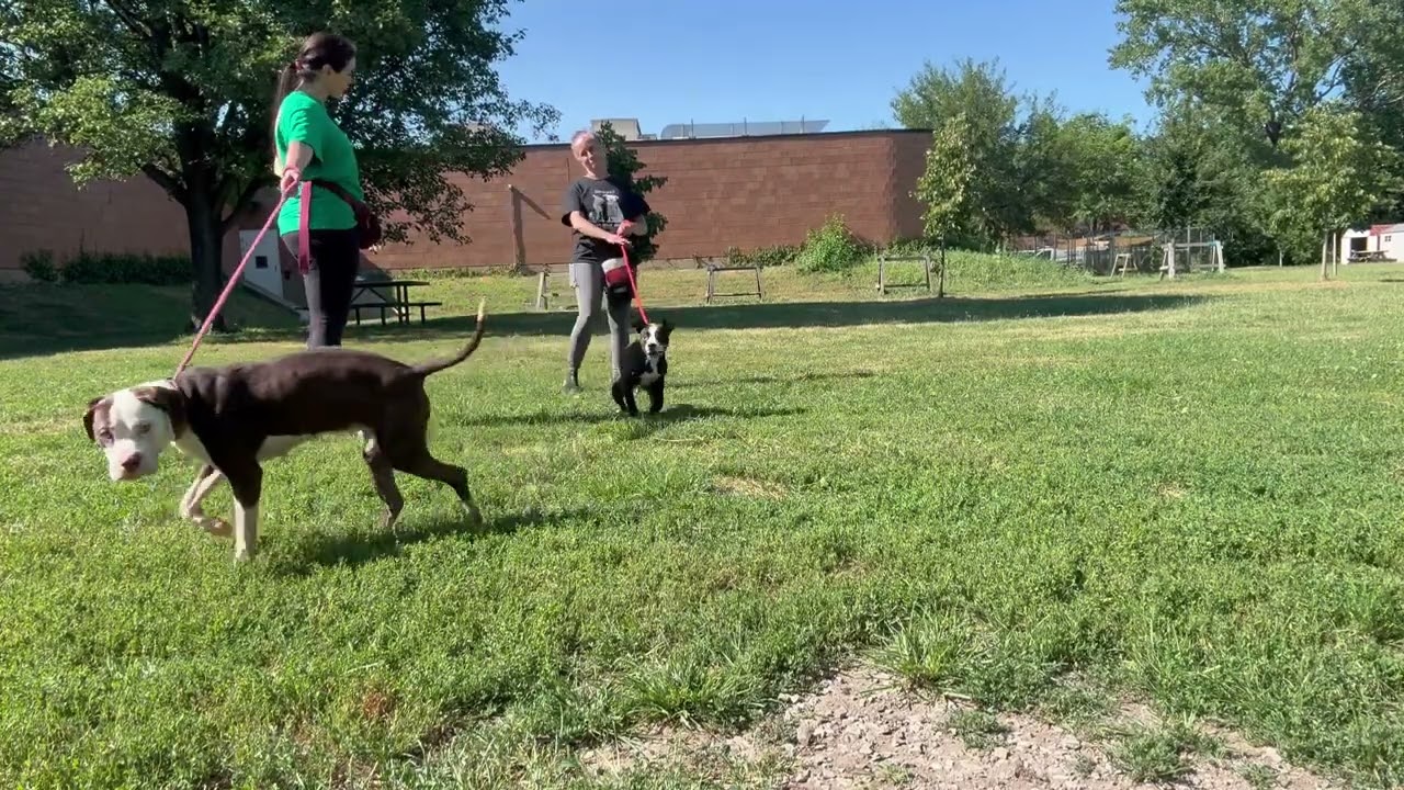 Glowworm's Leash Test
