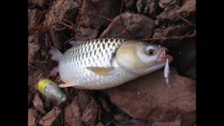 Shimano cardiff area special 62xul-f