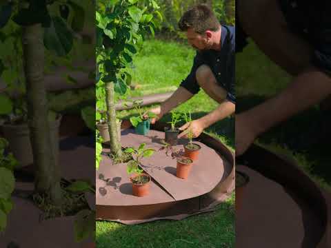 Grow Micro Gardens under your Fruit Trees
