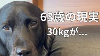 63歳、30kgの大型犬と暮らしをやり直します
