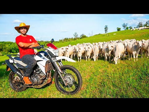 COMO É SER UM VERDADEIRO REI DO GADO DE UMA FAZENDA ?