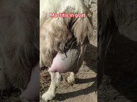 Mastitis in goat| Udders problem| teat effective| Goat| Disease