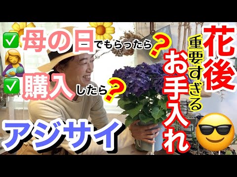 アジサイの移植:こうやってやる 植物