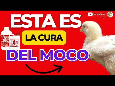 , title : '😲CURE LA RONQUERA, EL MOQUILLO, LA PESTE, EL MOCO EN SUS POLLOS DE ENGORDE🐓'