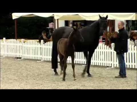 2013 07 08_Rapphengstfohlen "Luke Skywalker" v. Lord Laurie - Hannoveraner Fohlenschau Hof Sosath