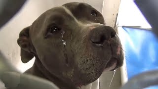 Heartbroken Pit Bull Can't Stop Crying After Family Abandons Him at the Shelter