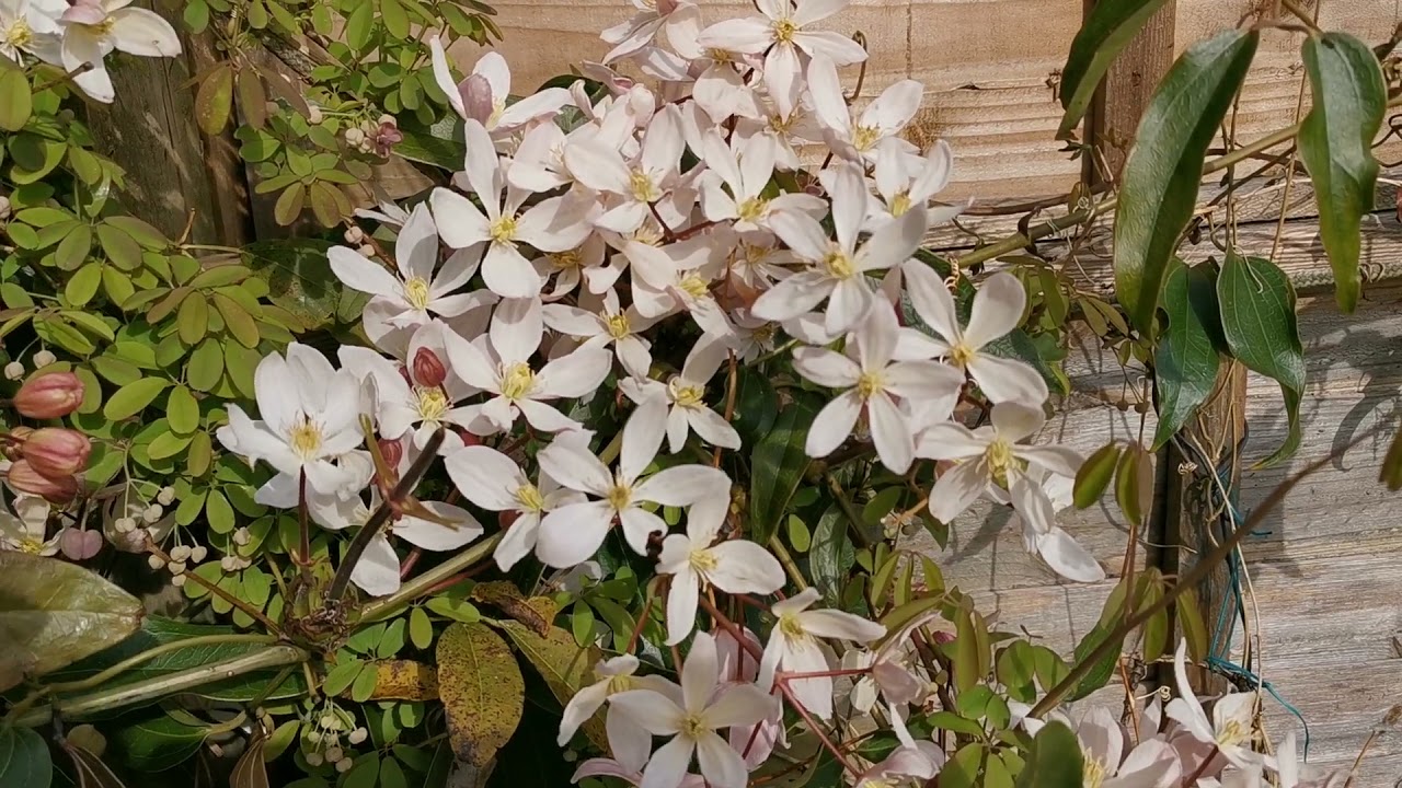 Clematis armandii Apple Blossom, an evergreen climbing fragrant Clematis with almond-scented blooms
