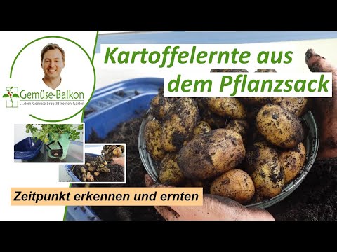 Kartoffeln 🥔 ernten und den Erntezeitpunkt erkennen - Kartoffeln aus dem Pflanzsack
