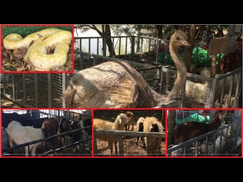 , title : 'Goats-Sheep-Austrian Beast-Dwarf Horses-Yellow Snake-Rabbit-Turtle at SKYLAND CITY (7NG) Resort'