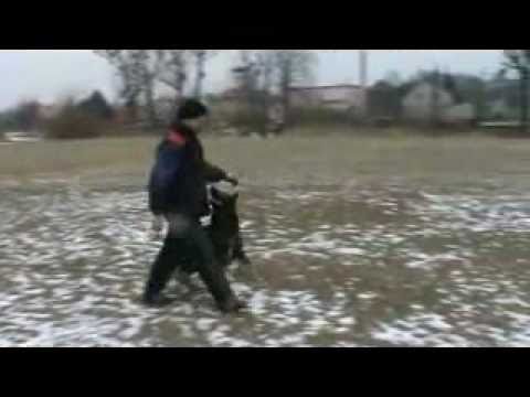 Argo z Jukasu - obedience 3/2011