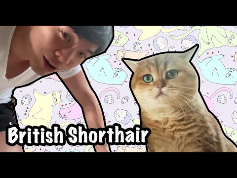 I met two cute cats! | Golden + White British Shorthair Cat