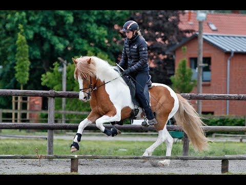 FIZO Kronshof 2019: Mía frá Flagbjarnarholti