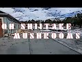 Oh Shiitake Mushrooms Teen Temper Tantrum Intro 2023 Last Oh Shiitake Mushrooms Intro