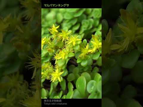 熱いマンネングサ 植物