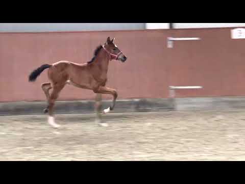 HP Tosca (Vitalis x Florencio x Rubinstein)